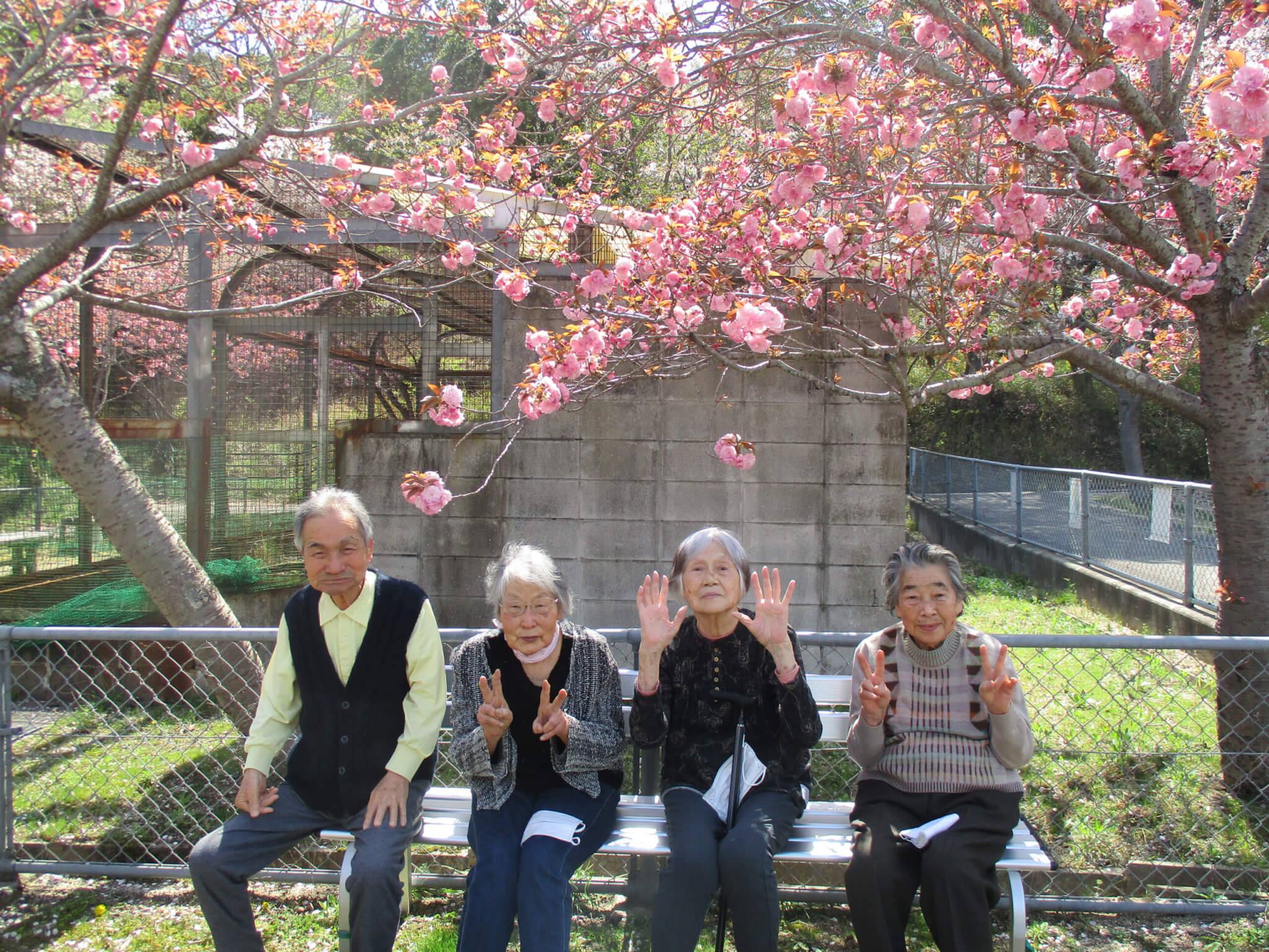 近所のさくらの花見